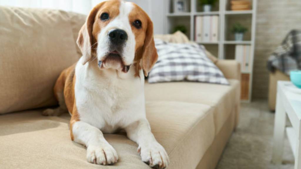Animais domésticos em condomínios: conheça as leis e regras para a boa convivência.